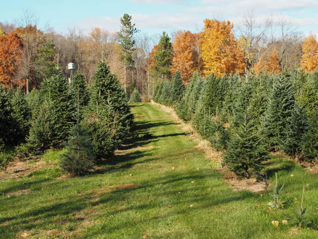 Field of pine trees in the fall.