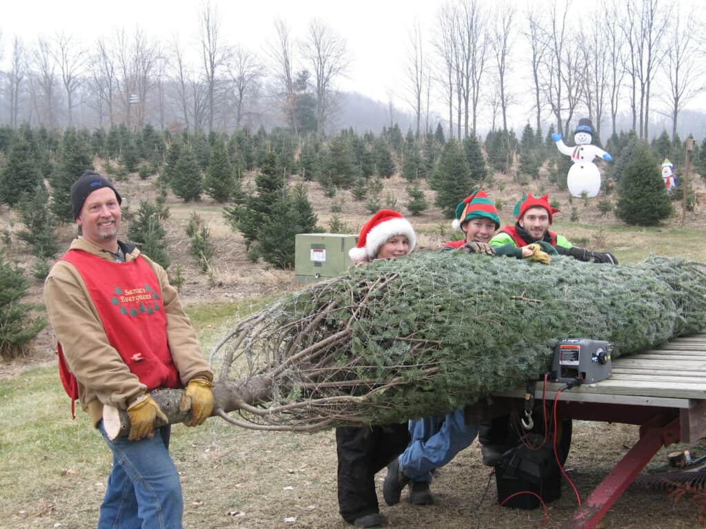 Worker elves at Santa's Evergreens with a bundled tree.