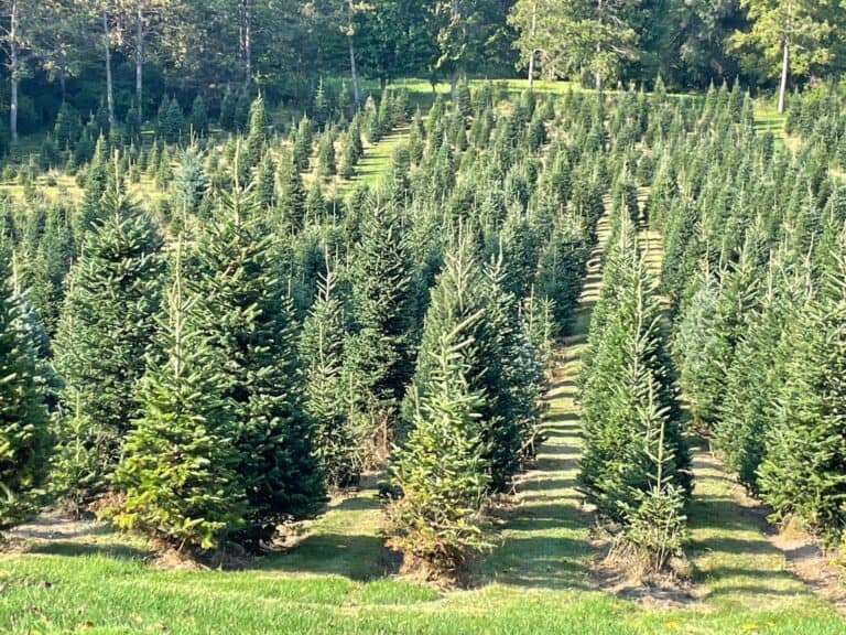 Happy Fall y’All from Santa’s Evergreens