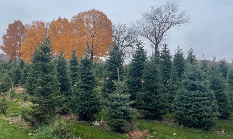 9-12’+ Field Trees available